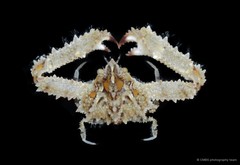 Enoplolambrus echinatus•&copy; CMBS photography team•All Rights Reserved