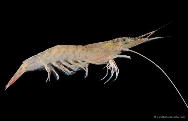 Metapenaeus sp. "cf. SS-0324"•&copy; CMBS photography team•All Rights Reserved