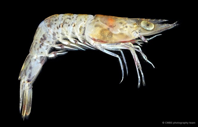 Metapenaeus sp. "JS-0807"•&copy; CMBS photography team•All Rights Reserved