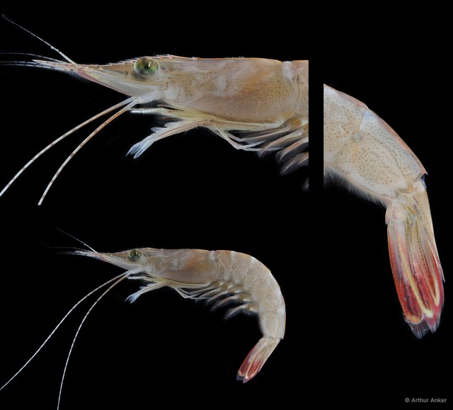 Penaeus sp. "13"•&copy; Arthur Anker•All Rights Reserved