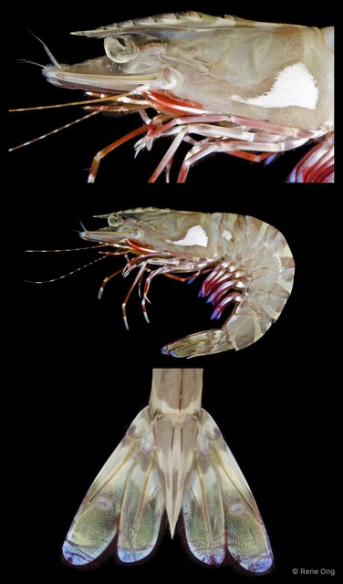 Penaeus sp. "2"•&copy; Rene Ong•All Rights Reserved