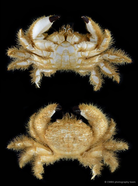 Pilumnidae sp. "10"•&copy; CMBS photography team•All Rights Reserved