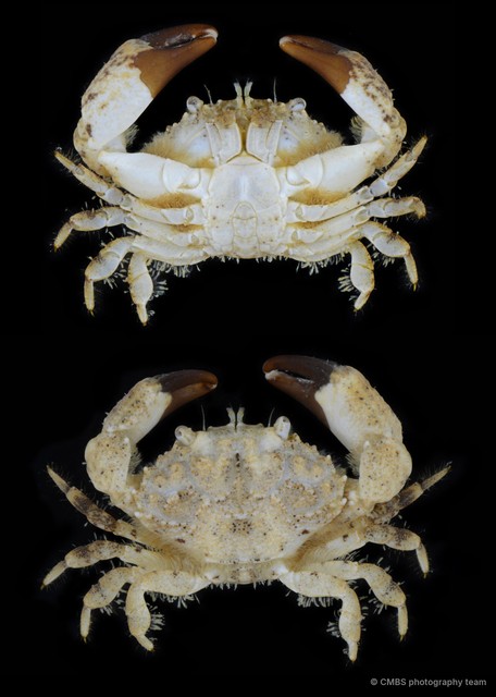Pilumnidae sp. "11"•&copy; CMBS photography team•All Rights Reserved