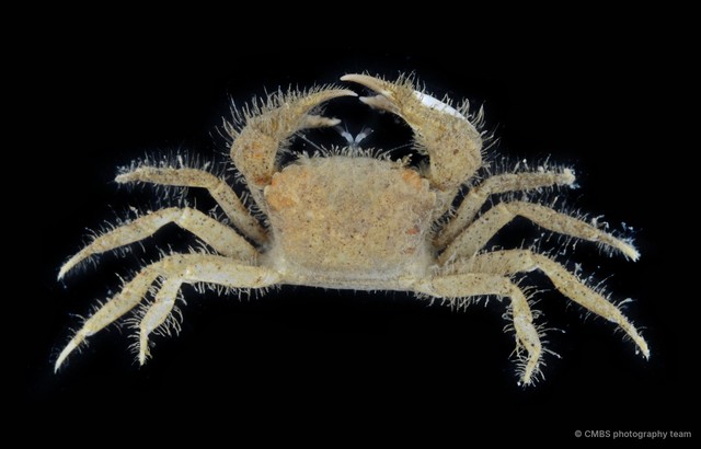 Pilumnidae sp. "2"•&copy; CMBS photography team•All Rights Reserved