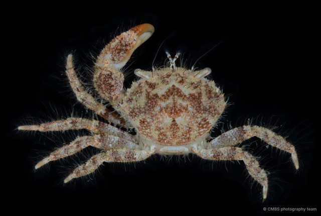 Pilumnidae sp. "3"•&copy; CMBS photography team•All Rights Reserved