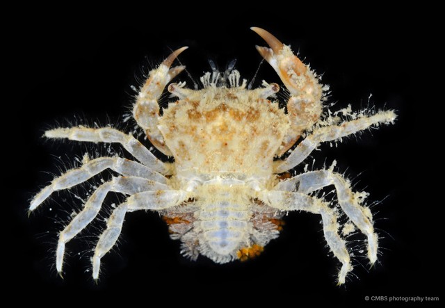 Pilumnidae sp. "8"•&copy; CMBS photography team•All Rights Reserved