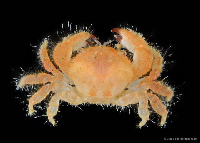 Actumnus sp. "cf. squamosus 1"•&copy; CMBS photography team•All Rights Reserved