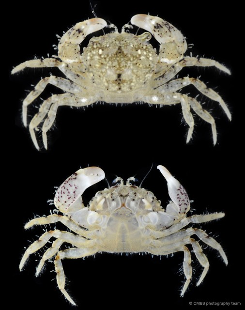 Benthopanope sp. "cf. eucratoides"•&copy; CMBS photography team•All Rights Reserved