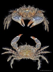 Benthopanope eucratoides•&copy; CMBS photography team•All Rights Reserved