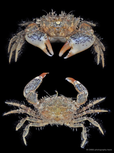 Benthopanope eucratoides•&copy; CMBS photography team•All Rights Reserved