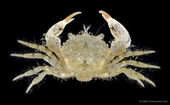 Benthopanope eucratoides•&copy; CMBS photography team•All Rights Reserved