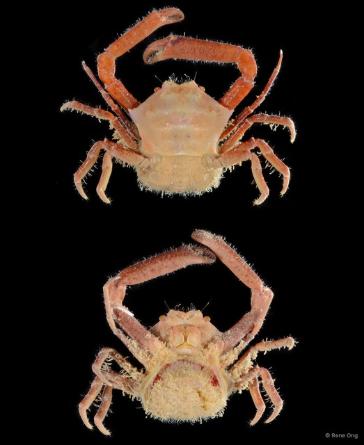 Ceratocarcinus sp. "1"•&copy; Rene Ong•All Rights Reserved