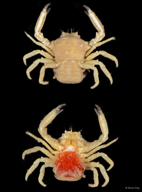 Ceratocarcinus sp. "2"•&copy; Rene Ong•All Rights Reserved