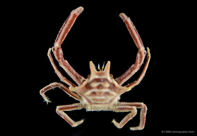 Ceratocarcinus longimanus•&copy; CMBS photography team•All Rights Reserved