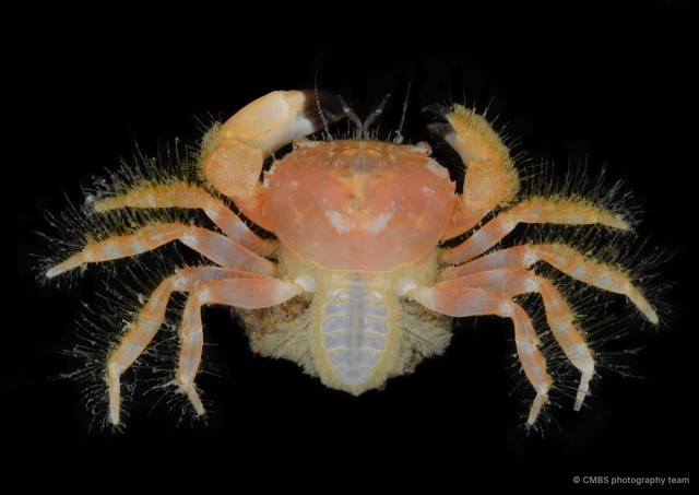 Glabropilumnus sp. "2"•&copy; CMBS photography team•All Rights Reserved
