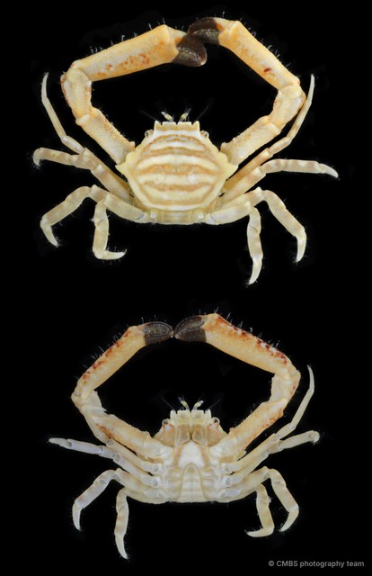 Harrovia sp. "2"•&copy; CMBS photography team•All Rights Reserved