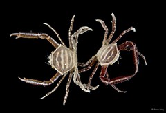 Harrovia sp. "3"