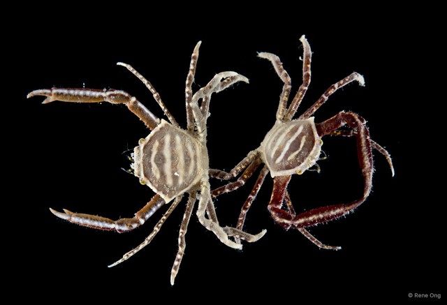 Harrovia sp. "3"•&copy; Rene Ong•All Rights Reserved