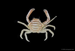Harrovia albolineata•&copy; CMBS photography team•All Rights Reserved