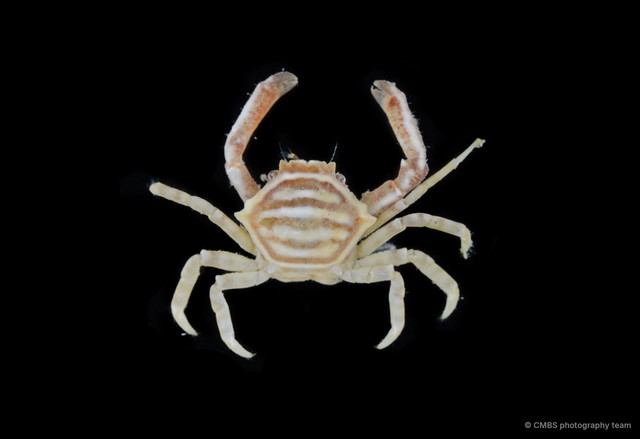 Harrovia albolineata•&copy; CMBS photography team•All Rights Reserved