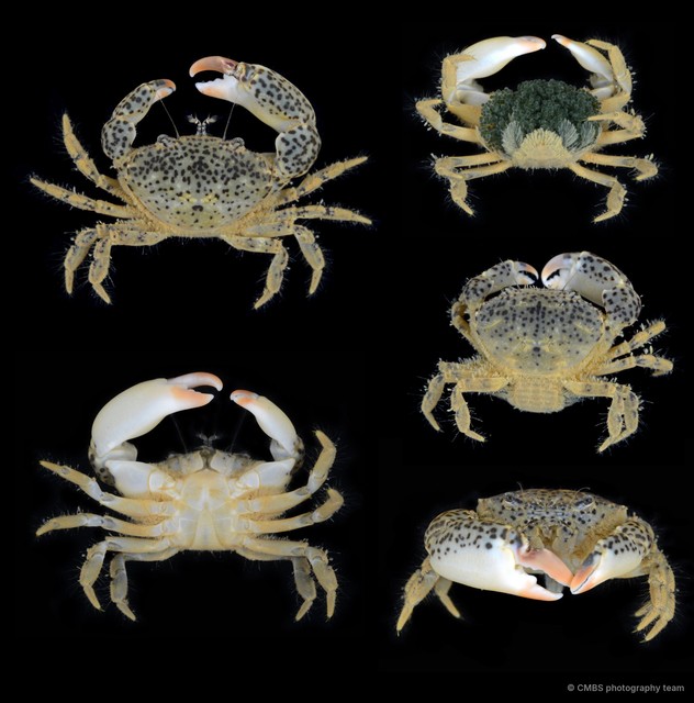 Heteropanope sp. "1"•&copy; CMBS photography team•All Rights Reserved