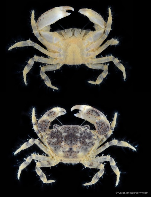 Heteropanope sp. "2"•&copy; CMBS photography team•All Rights Reserved