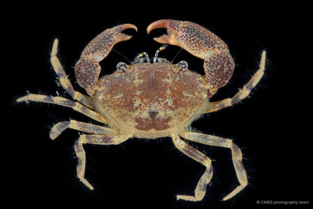 Heteropanope sp. "3"•&copy; CMBS photography team•All Rights Reserved