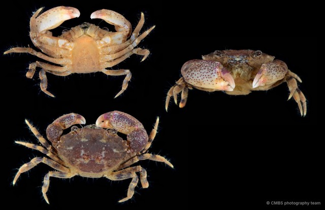 Heteropanope sp. "4"•&copy; CMBS photography team•All Rights Reserved