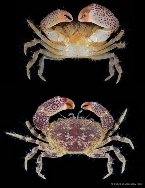 Heteropanope sp. "5"•&copy; CMBS photography team•All Rights Reserved