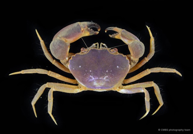 Heteropanope glabra•&copy; CMBS photography team•All Rights Reserved