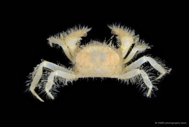Heteropilumnus sp. "1"•&copy; CMBS photography team•All Rights Reserved
