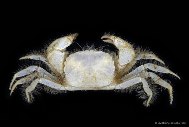 Heteropilumnus sp. "3"•&copy; CMBS photography team•All Rights Reserved