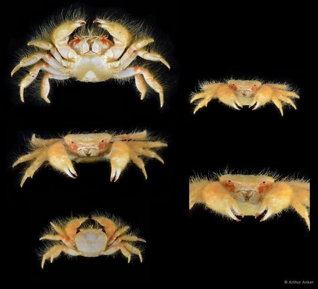 Heteropilumnus sp. "5"•&copy; Arthur Anker•All Rights Reserved