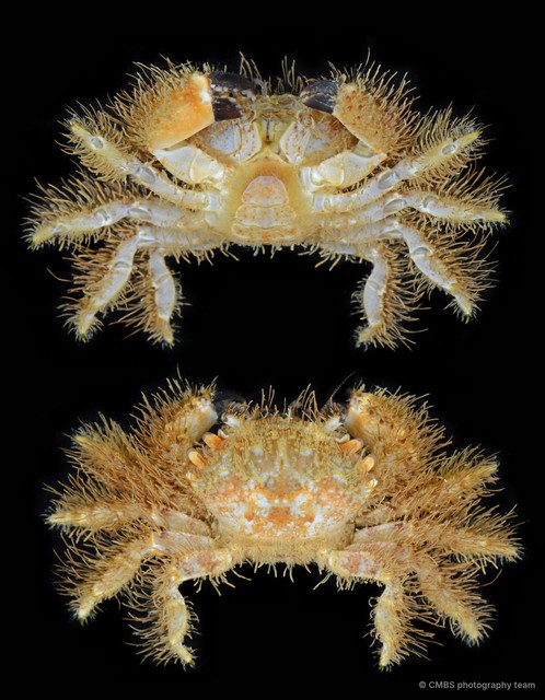 Nanopilumnus heterodon•&copy; CMBS photography team•All Rights Reserved