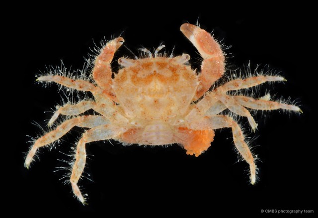 Pilumnus sp. "cf. cursor 1"•&copy; CMBS photography team•All Rights Reserved