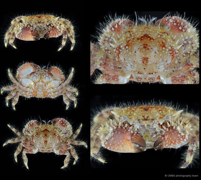 Pilumnus sp. "cf. ohshimai"•&copy; CMBS photography team•All Rights Reserved