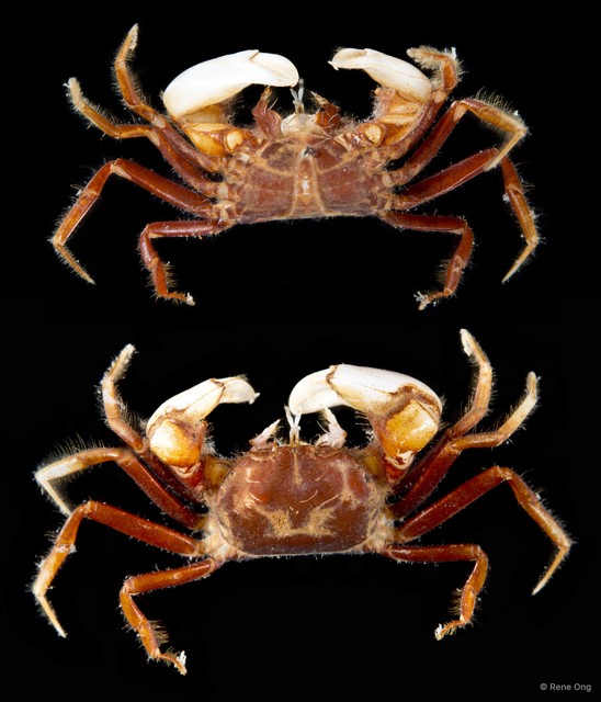 Typhlocarcinus sp. "5f403318"•&copy; Rene Ong•All Rights Reserved