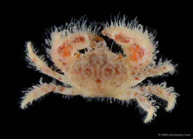 Vellumnus sp. "SS-3757"•&copy; CMBS photography team•All Rights Reserved