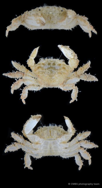 Vellumnus sp. "SS-4461"•&copy; CMBS photography team•All Rights Reserved