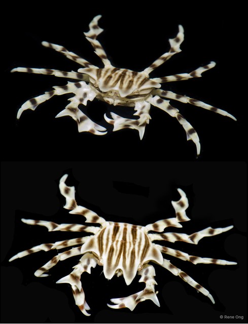 Zebrida sp. "TR15-018"•&copy; Rene Ong•All Rights Reserved