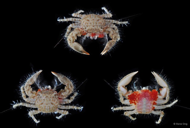 Porcellanidae sp. "5718DR1-007"•&copy; Rene Ong•All Rights Reserved
