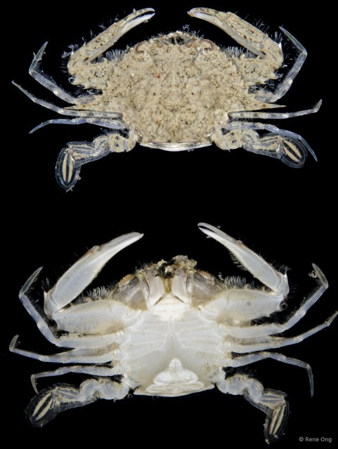 Portunidae sp. "4914DR2-005"•&copy; Rene Ong•All Rights Reserved