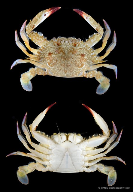 Portunidae sp. "SS-3139"•&copy; CMBS photography team•All Rights Reserved