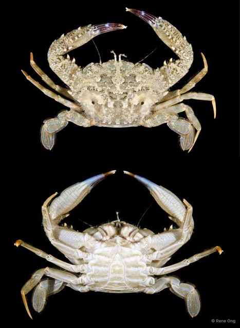 Charybdis sp. "5416TB1-025"•&copy; Rene Ong•All Rights Reserved