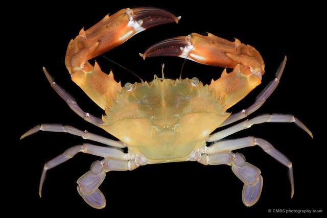 Charybdis sp. "aff. Annulata"•&copy; CMBS photography team•All Rights Reserved