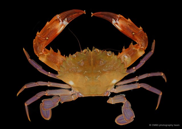 Charybdis sp. "JS-1153"•&copy; CMBS photography team•All Rights Reserved