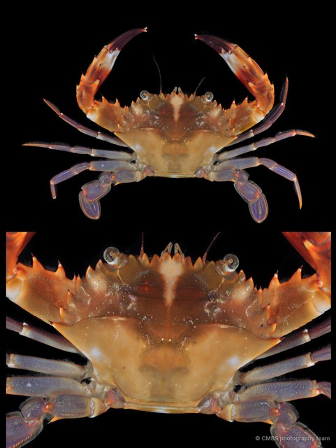 Charybdis sp. "JS-1811"•&copy; CMBS photography team•All Rights Reserved