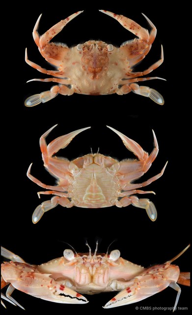 Charybdis sp. "SS-2711"•&copy; CMBS photography team•All Rights Reserved