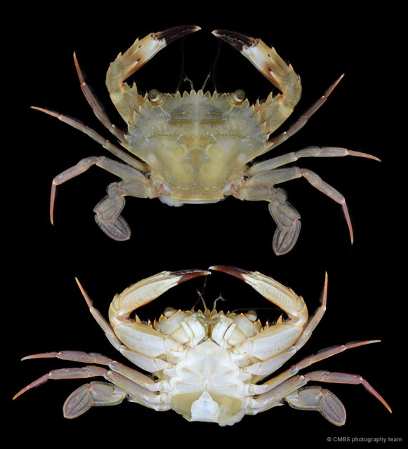 Charybdis sp. "SS-2752"•&copy; CMBS photography team•All Rights Reserved