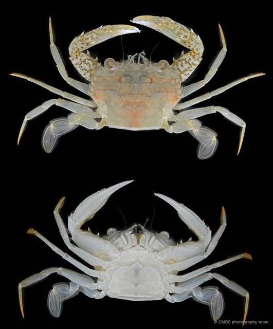 Charybdis (Archias) truncata•&copy; CMBS photography team•All Rights Reserved